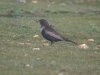Ring Ouzel at Gunners Park (Steve Arlow) (200628 bytes) Ring Ouzel at Gunners Park (Steve Arlow) (200628 bytes)